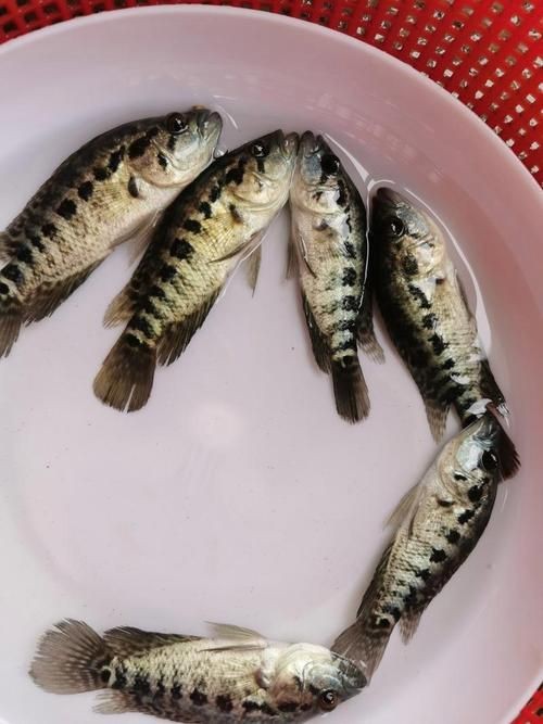 花斑魚圖片 花斑魚圖片 龍魚論壇 第16張