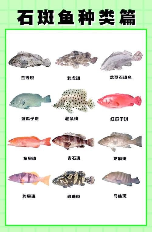 花斑魚圖片 花斑魚圖片 龍魚論壇 第17張