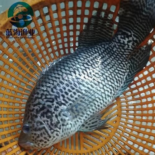 花斑魚圖片 花斑魚圖片 龍魚論壇 第21張