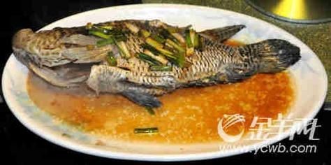 花斑魚圖片 花斑魚圖片 龍魚論壇 第23張