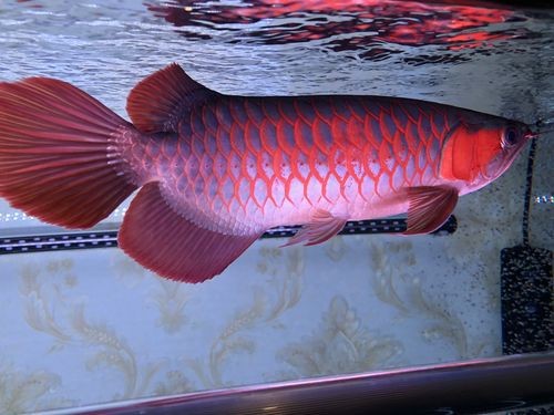 紅龍魚鰓蓋發色詳解圖