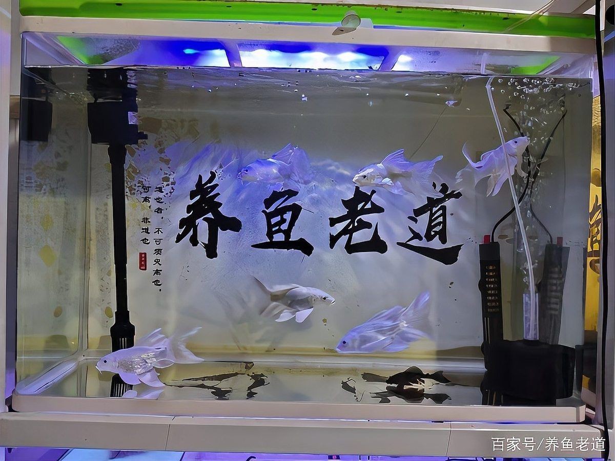 蝴蝶鯉認主人嗎