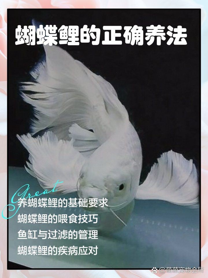 蝴蝶鯉認主人嗎