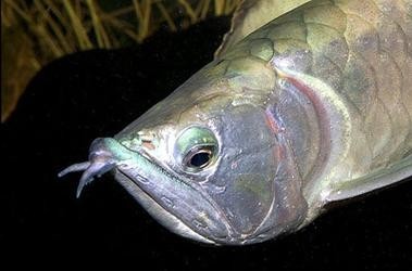銀龍魚嘴巴撞壞了多久能好啊圖片 銀龍魚嘴巴撞壞了多久能好啊圖片 龍魚百科 第11張