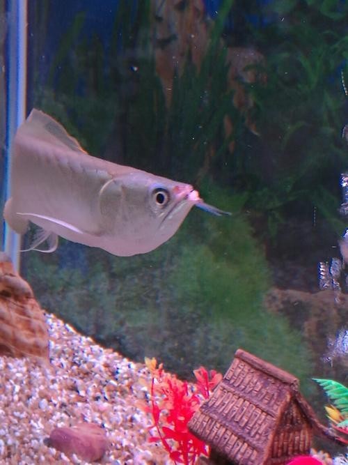 銀龍魚嘴巴撞壞了多久能好啊圖片 銀龍魚嘴巴撞壞了多久能好啊圖片 龍魚百科 第9張
