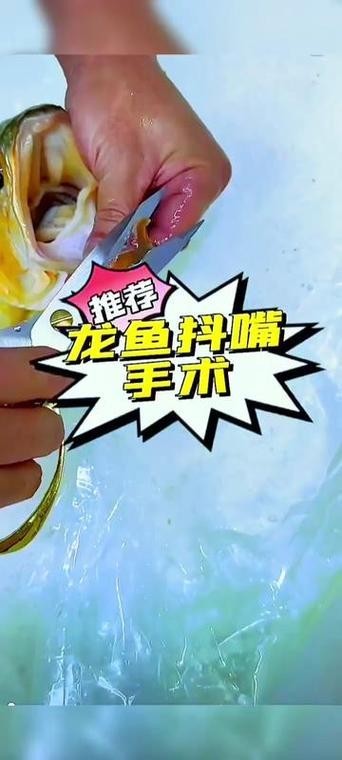 銀龍魚嘴巴撞壞了多久能好啊圖片 銀龍魚嘴巴撞壞了多久能好啊圖片 龍魚百科 第18張