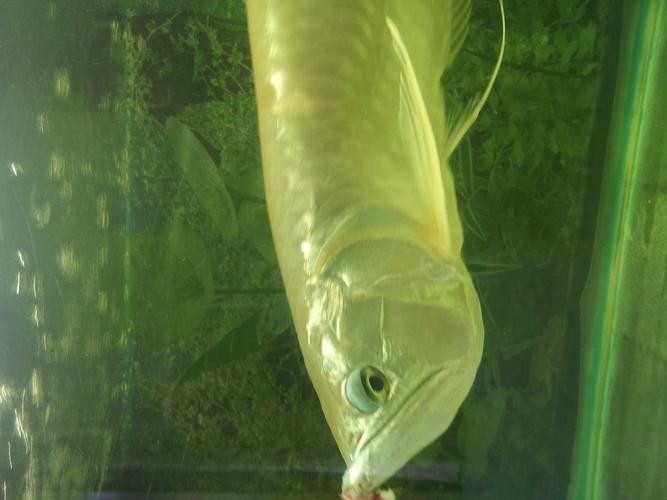 詳細(xì)閱讀:銀龍魚嘴巴撞壞了多久能好啊圖片 銀龍魚嘴巴撞壞了多久能好啊圖片