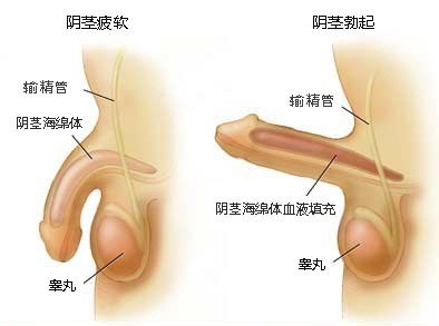 海龍魚(yú)的功能與作用