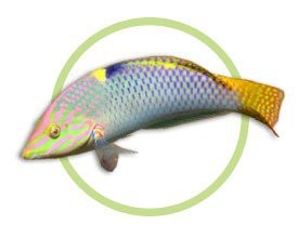 海水黃龍魚吃珊瑚嗎
