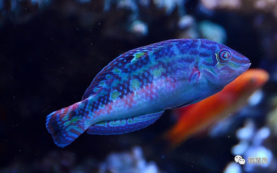 海水黃龍魚吃珊瑚嗎