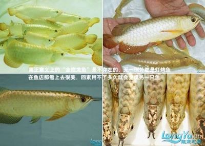 紅龍魚是金龍魚的一種嗎（金龍魚銀龍魚紅龍魚的區別）