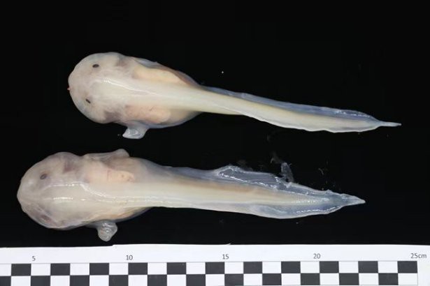 深海獅子魚價(jià)格表