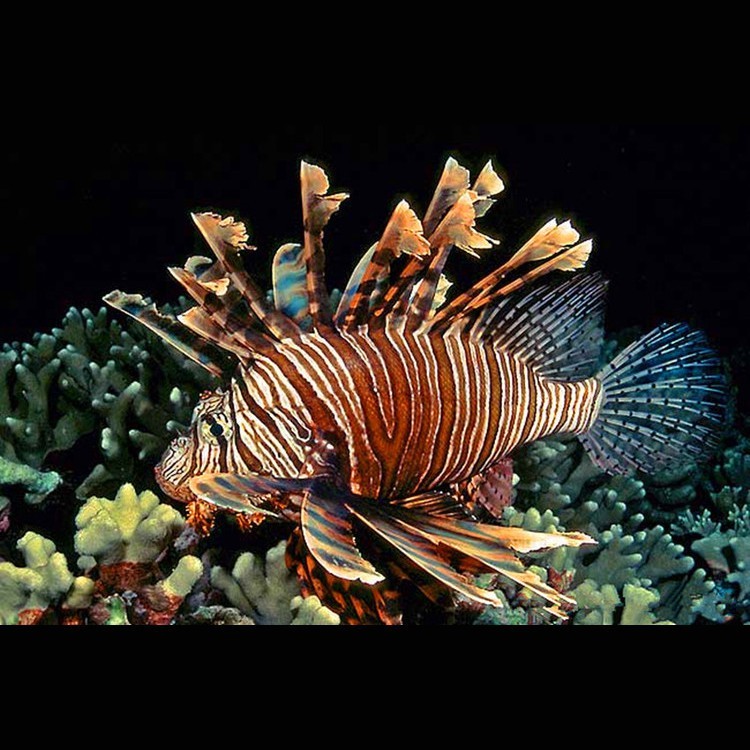 深海獅子魚價(jià)格表