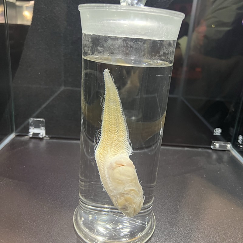 深海獅子魚價(jià)格表