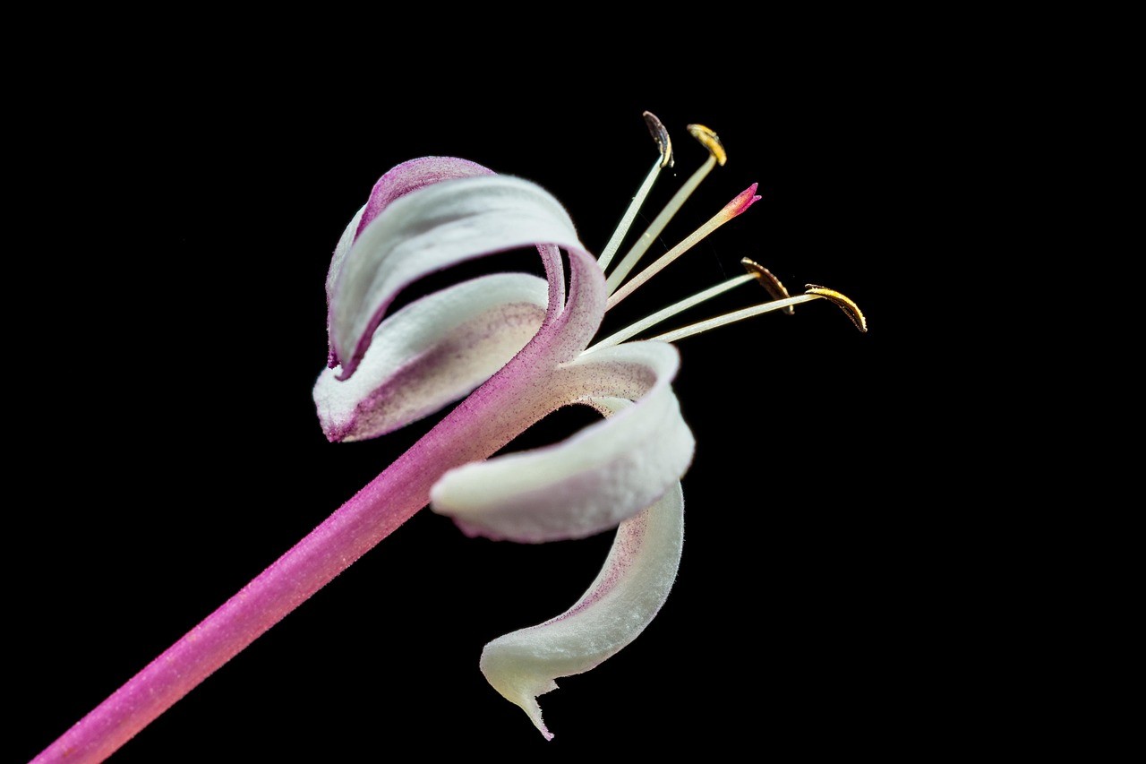 天山龍魚圖片大全高清大圖