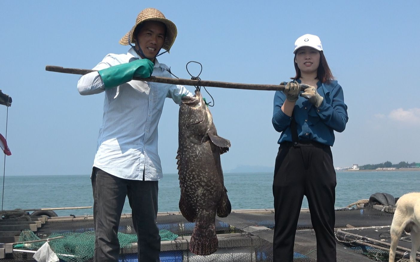 龍躉石斑魚的市場需求如何