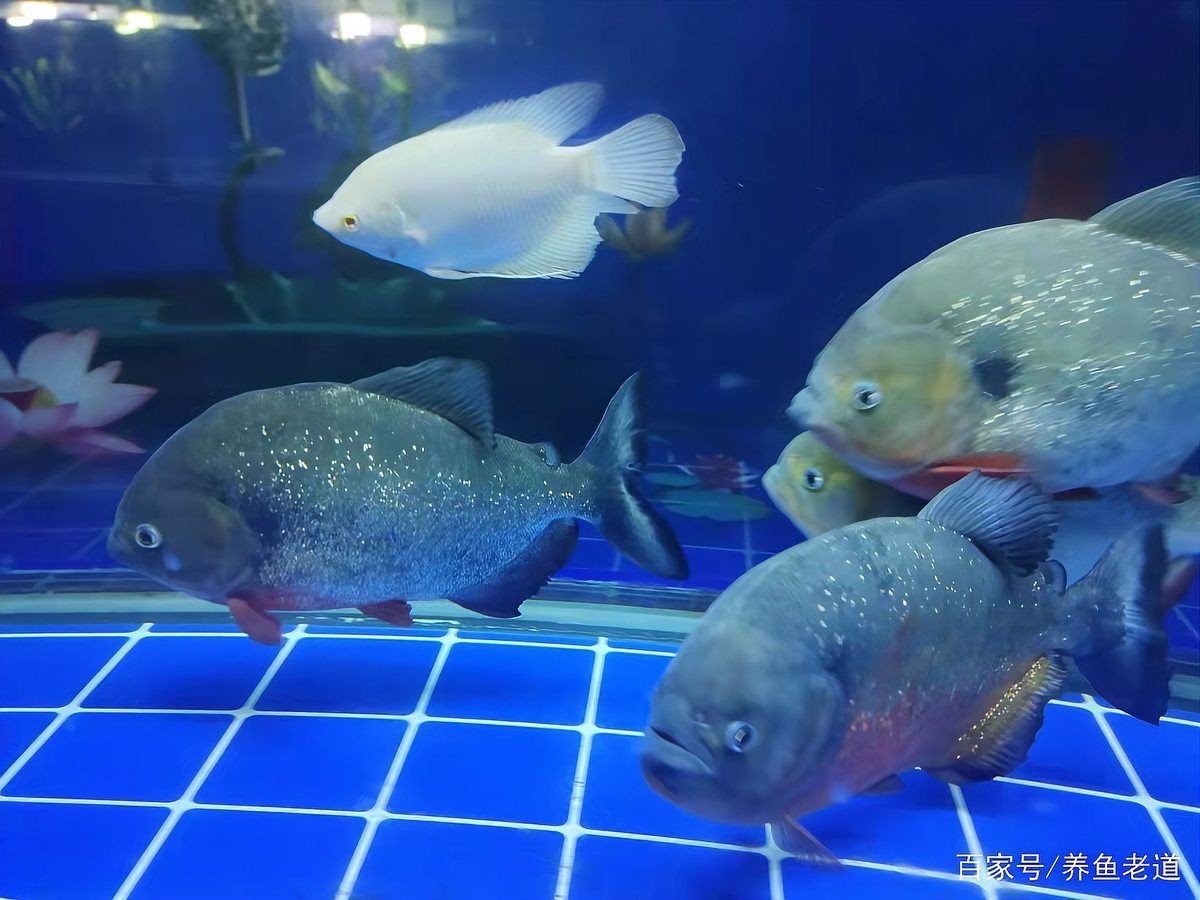 花老虎魚和地圖混養