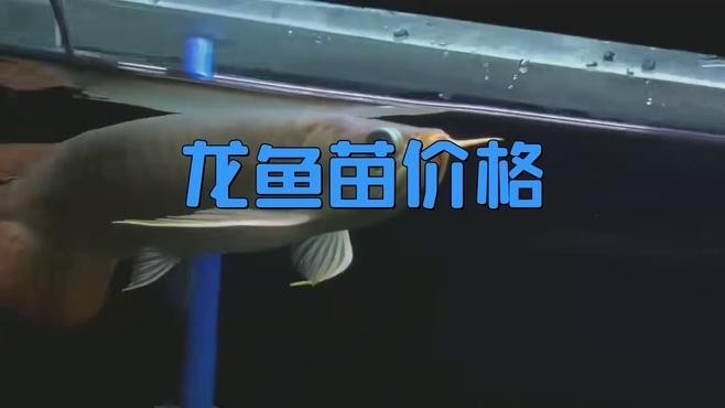龍魚苗多少錢一只