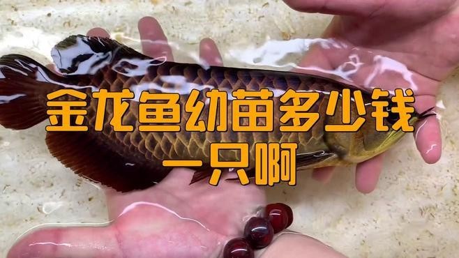 龍魚苗多少錢一只