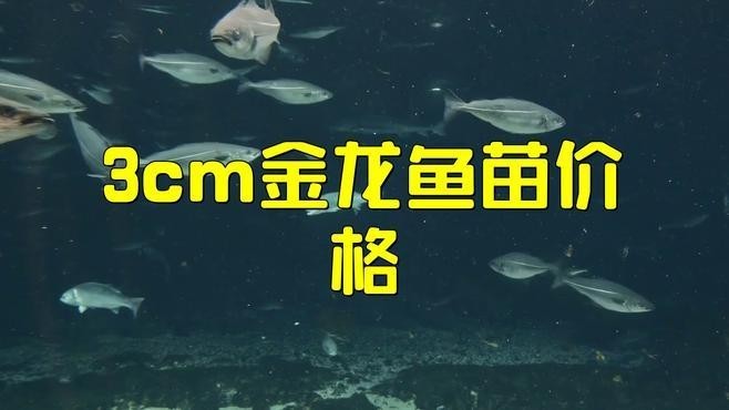 龍魚苗多少錢一只