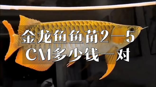 龍魚苗多少錢一只