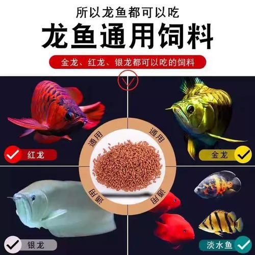 銀龍魚飼料哪個牌子好