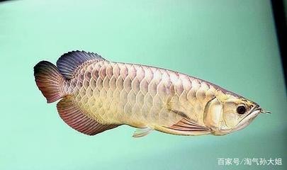 寧鄉卡洛維水族館