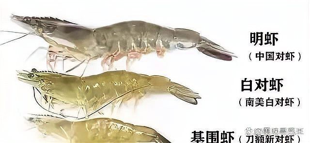 對(duì)蝦和基圍蝦的區(qū)別