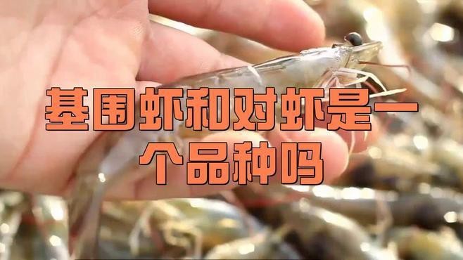 對(duì)蝦和基圍蝦的區(qū)別