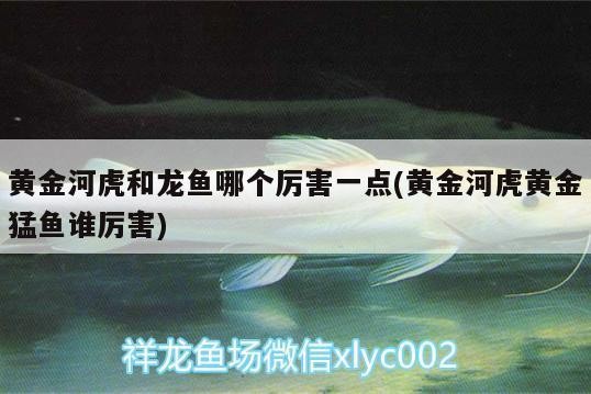 博羅縣龍溪鎮(zhèn)龍景坊水族館（博羅縣龍溪鎮(zhèn)龍景坊水族館電話）