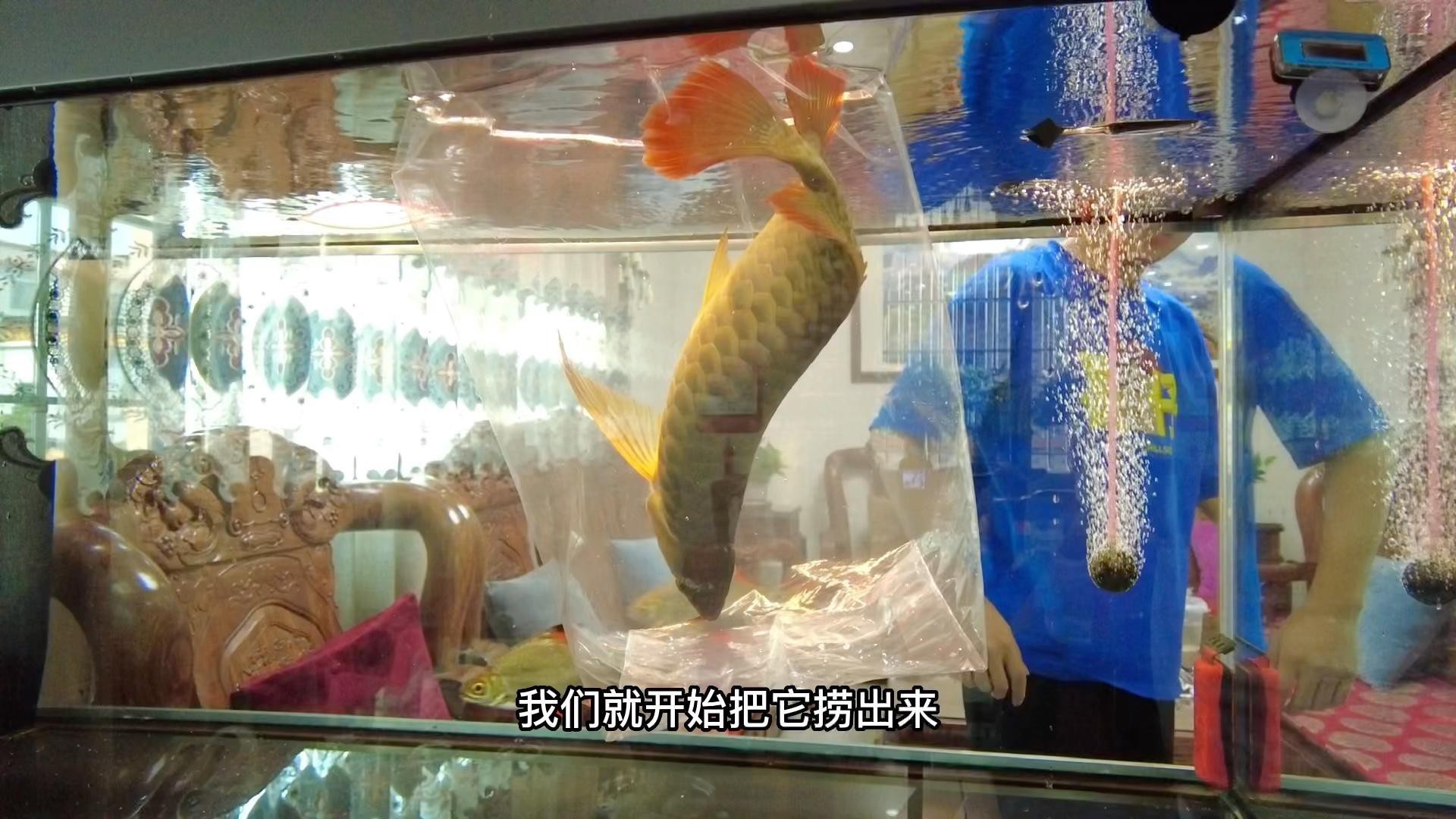 龍魚眼睛凸起手術后如何護理？