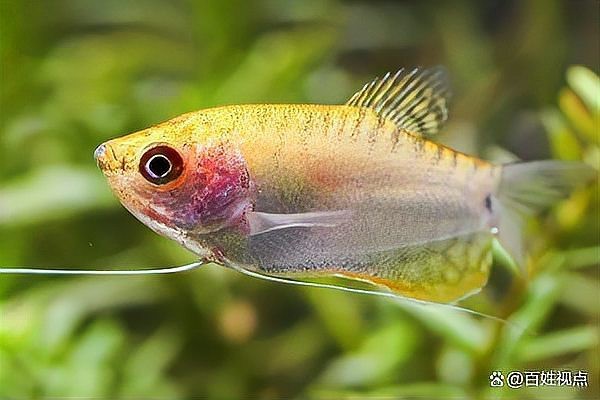 藍曼龍公母混養的最佳比例 藍曼龍公母混養的最佳比例 龍魚百科 第2張