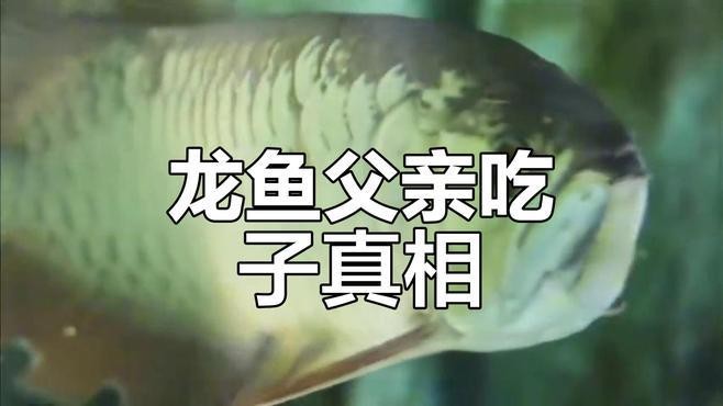 動物世界龍魚