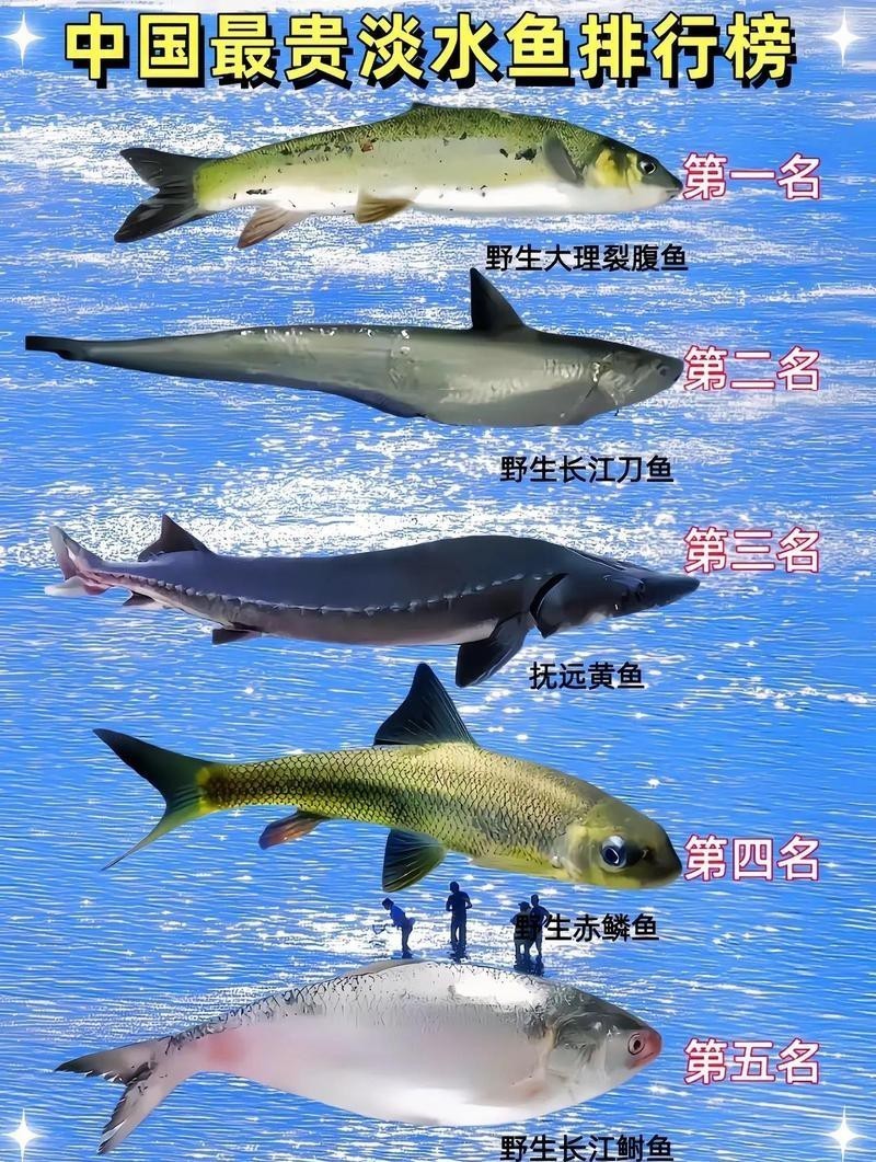 淡水魚價格一覽表