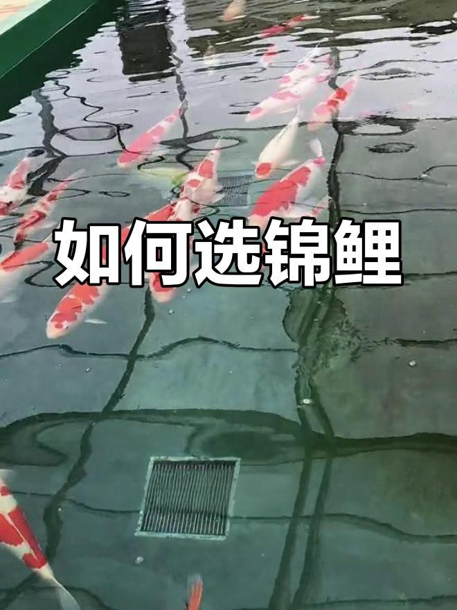 附近哪里有錦鯉賣