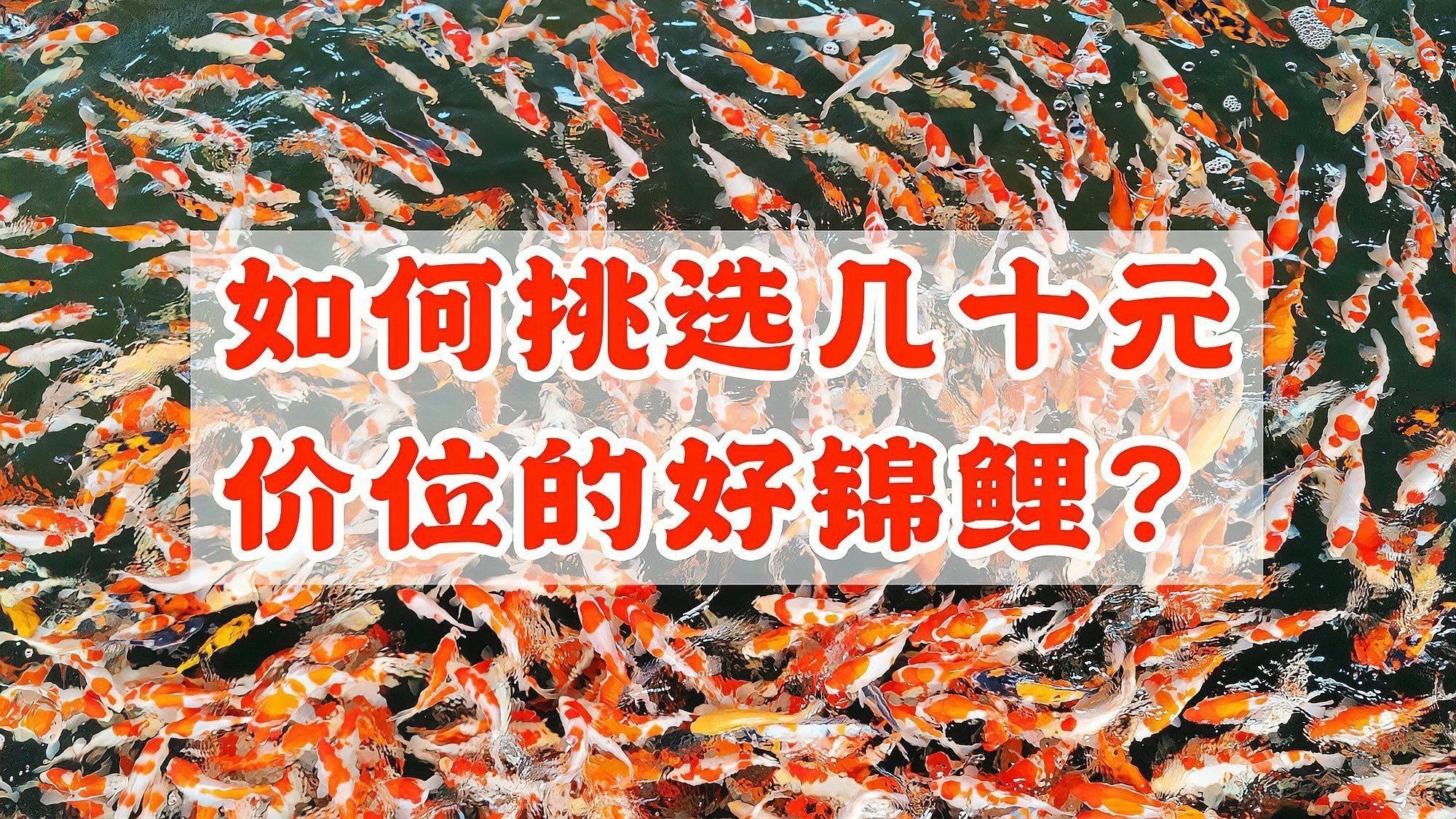 附近哪里有錦鯉賣