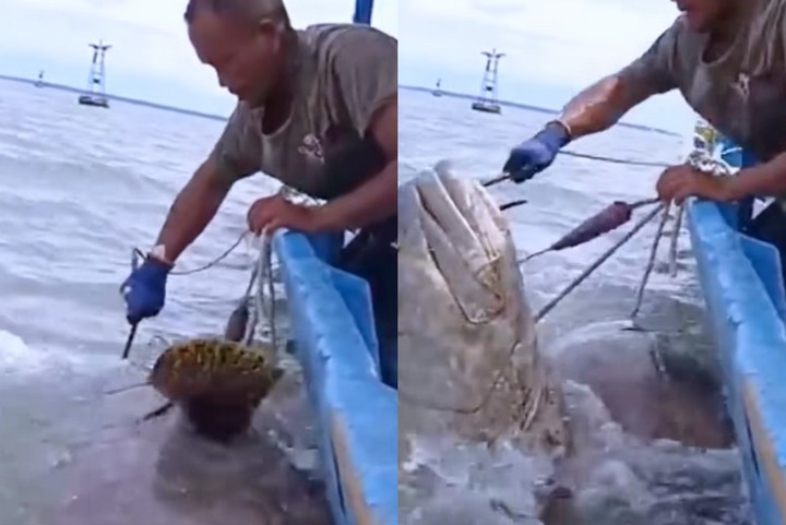 龍躉圖片