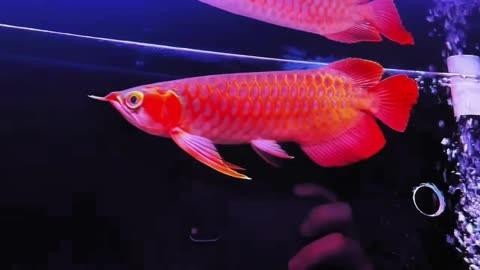 赤血紅龍魚(yú)好還是辣椒紅龍好 赤血紅龍魚(yú)好還是辣椒紅龍好 龍魚(yú)論壇 第9張