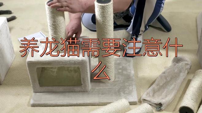 龍貓為什么不能隨便養