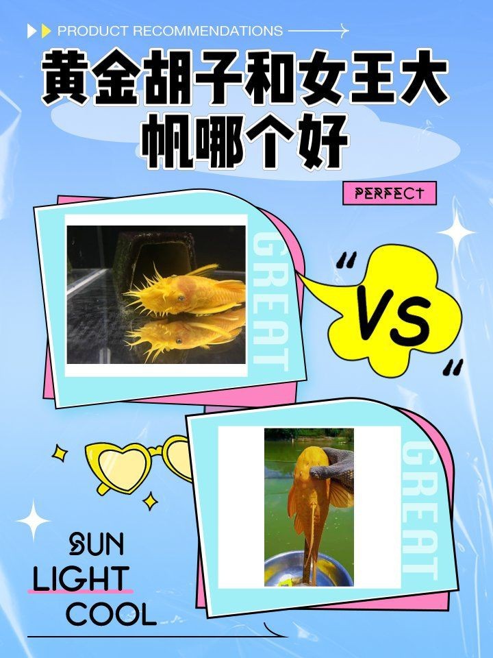 紅眼大帆女王簡介