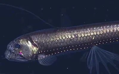 深海龍魚百科 深海龍魚百科 龍魚百科 第2張