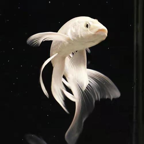 給我一張龍鳳魚的圖片