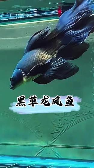 給我一張龍鳳魚的圖片