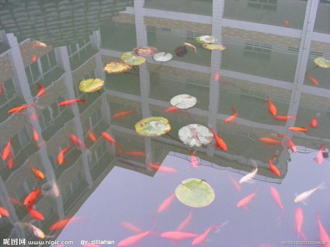 給我一張龍鳳魚的圖片
