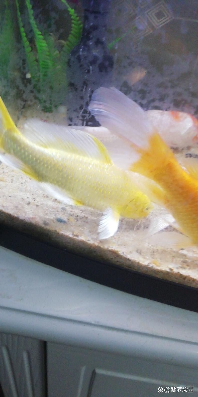 給我一張龍鳳魚的圖片