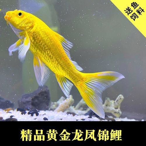 給我一張龍鳳魚的圖片