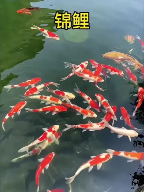 給我一張龍鳳魚的圖片