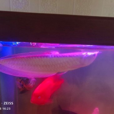 石家莊龍魚市場(chǎng)怎么樣呀多少錢