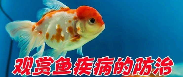 如何預防鈍頭藍底金龍魚常見疾病？