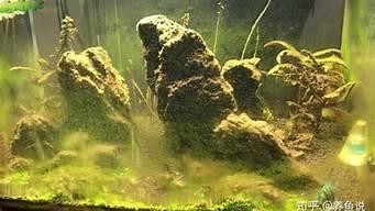 銀龍魚發色過程圖片欣賞（銀龍魚發色過程圖片欣賞大全）